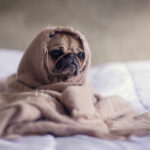 Dog Flu – Does Your Dog Need Protecting?